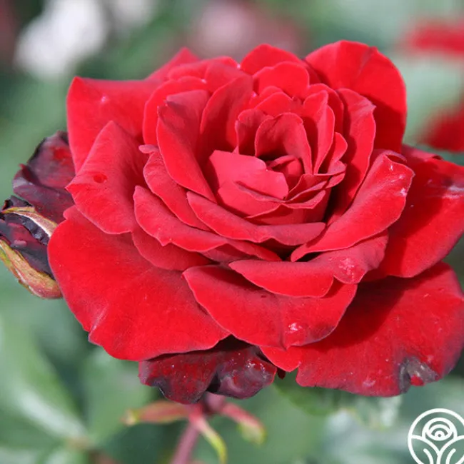 Black Ice™>Heirloom Roses Hot