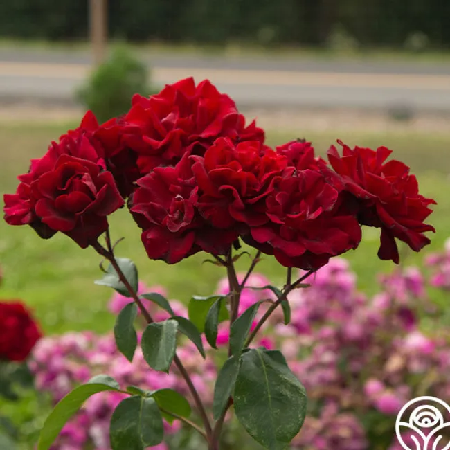 Black Ice™>Heirloom Roses Hot