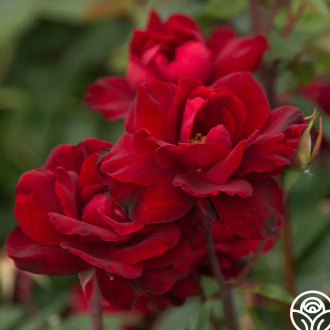 Black Ice™>Heirloom Roses Hot