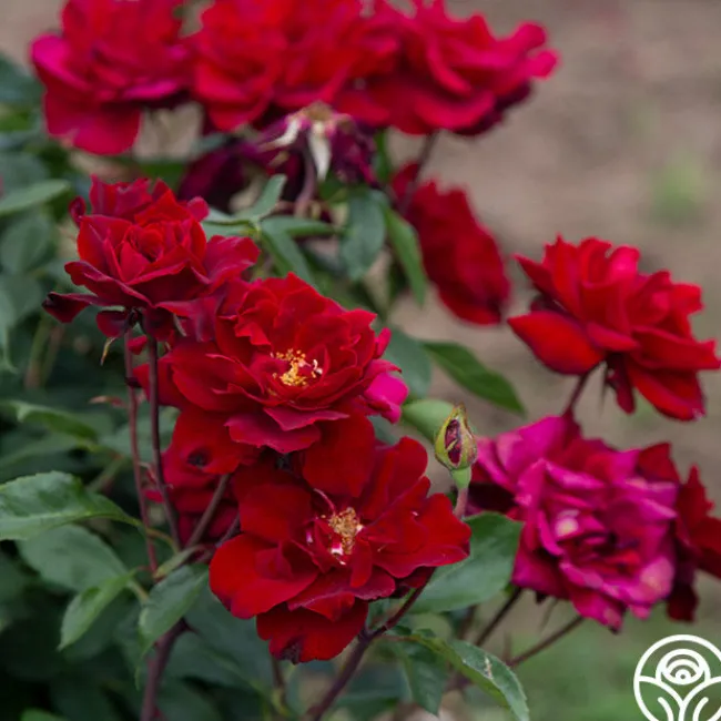 Black Ice™>Heirloom Roses Hot