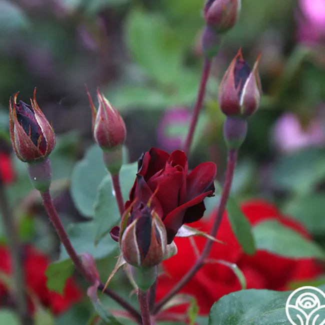 Black Ice™>Heirloom Roses Hot