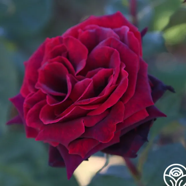 Black Lady™>Heirloom Roses Hot