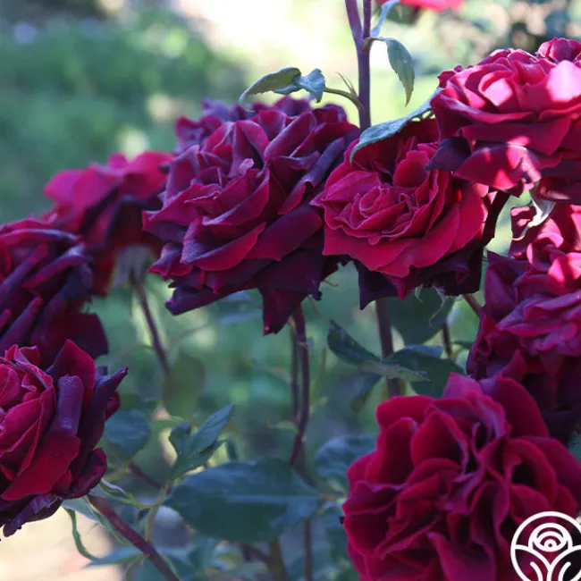 Black Lady™>Heirloom Roses Hot