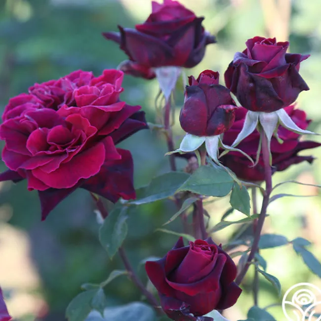 Black Lady™>Heirloom Roses Hot