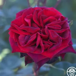 Black Lady™><noscript><img width=