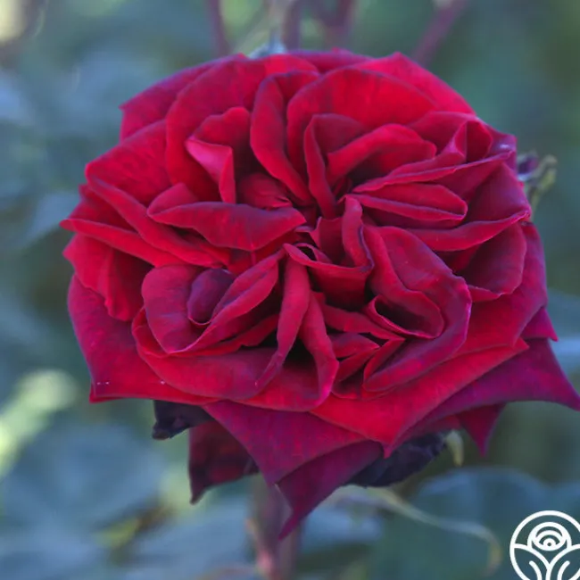 Black Lady™>Heirloom Roses Hot