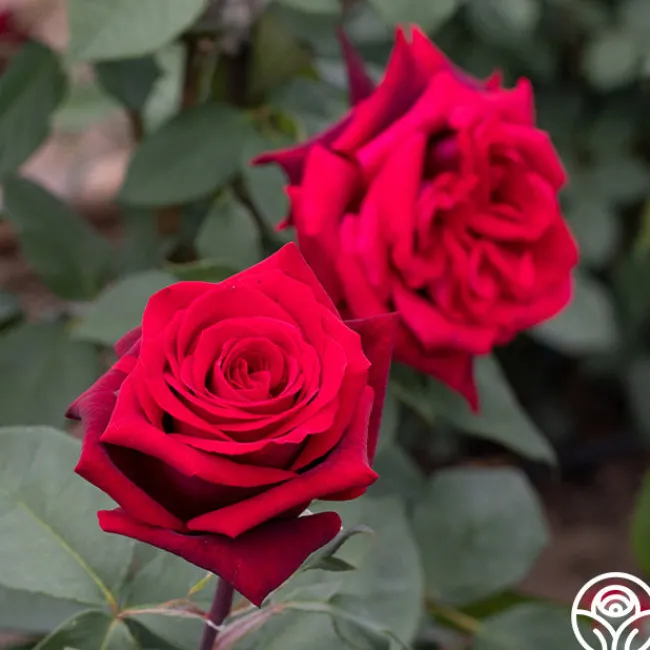 Black Lady™>Heirloom Roses Hot