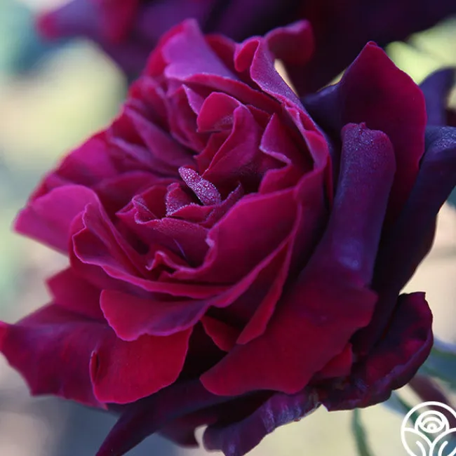 Black Lady™>Heirloom Roses Hot