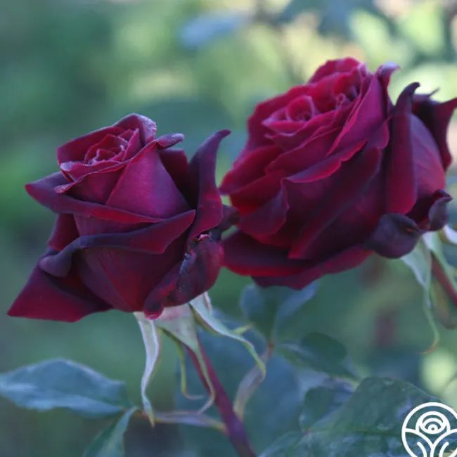 Black Lady™>Heirloom Roses Hot