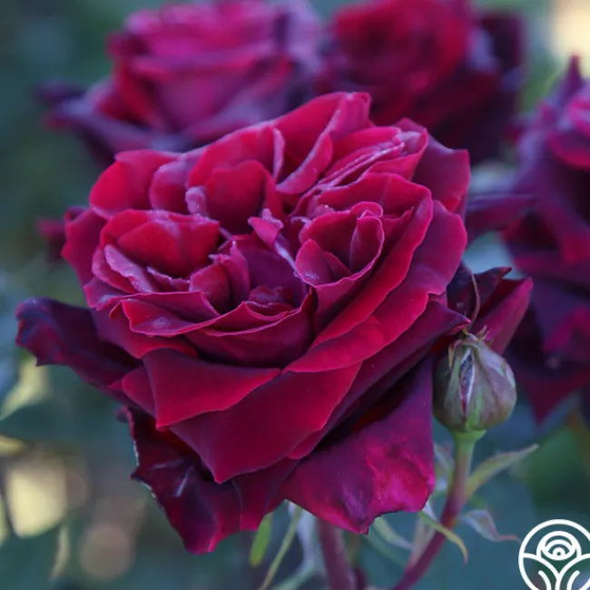 Black Lady™>Heirloom Roses Hot