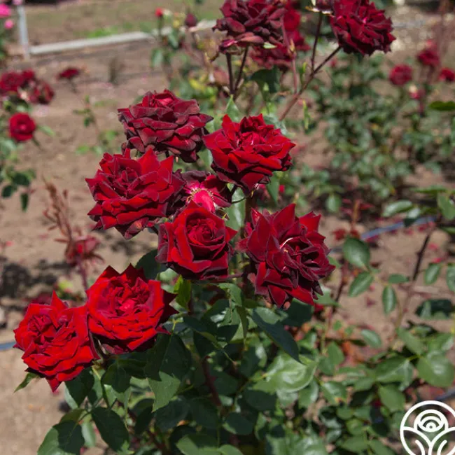 Black Pearl>Heirloom Roses Clearance