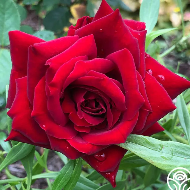 Black Pearl>Heirloom Roses Clearance