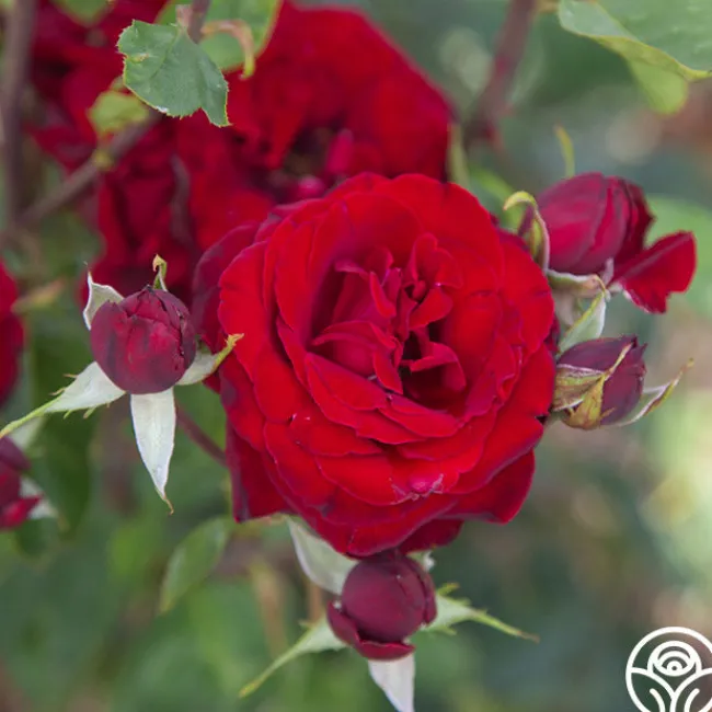 Black Pearl>Heirloom Roses Clearance