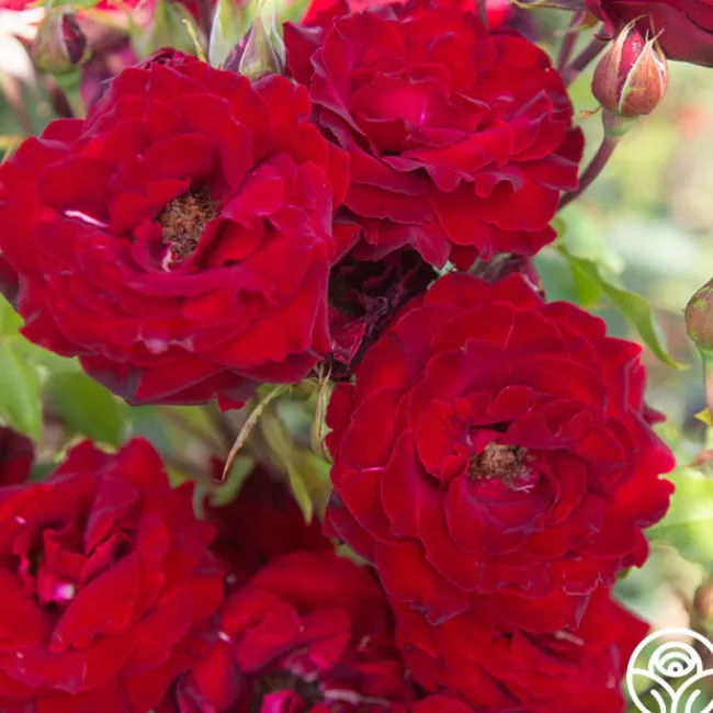 Black Pearl>Heirloom Roses Clearance