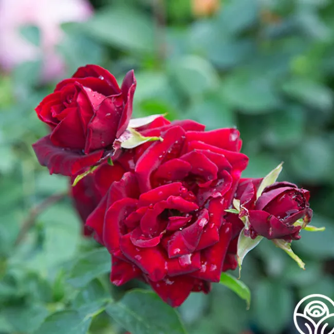 Black Pearl>Heirloom Roses Clearance