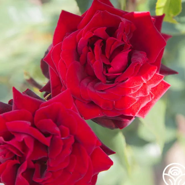 Black Pearl>Heirloom Roses Clearance