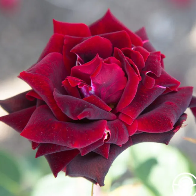 Black Pearl>Heirloom Roses Clearance