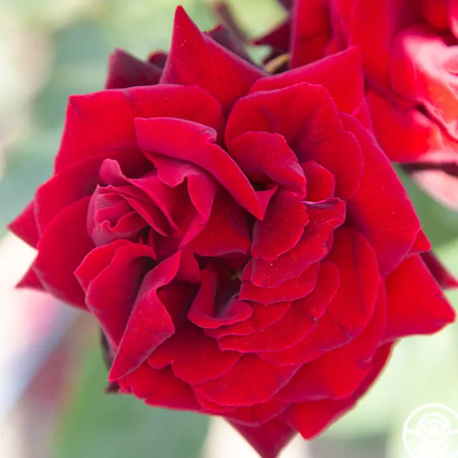 Black Pearl>Heirloom Roses Clearance