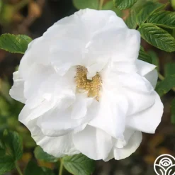 Blanc Double de Coubert>Heirloom Roses Best