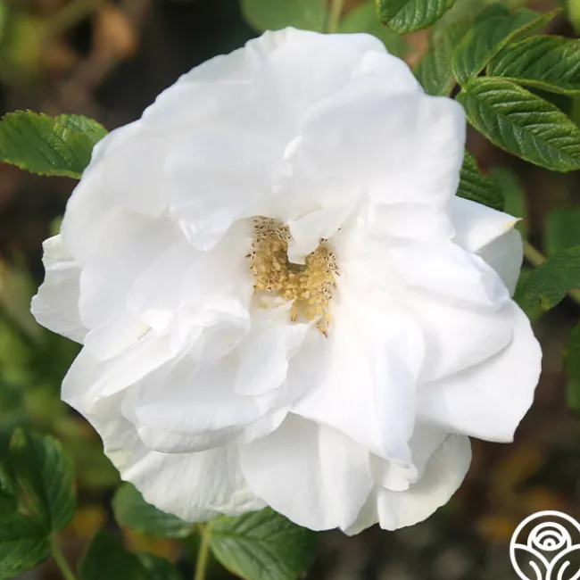 Blanc Double de Coubert>Heirloom Roses Best