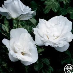 Blanc Double de Coubert>Heirloom Roses Best