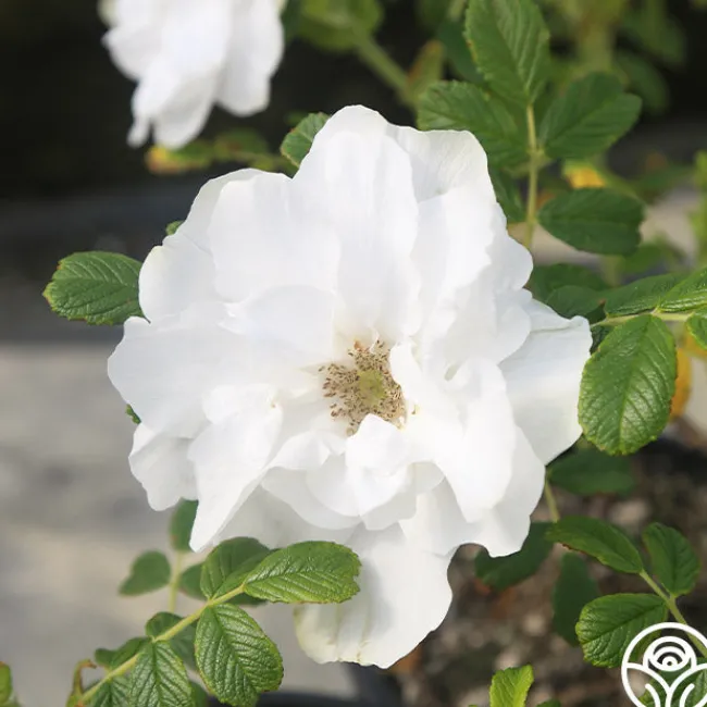 Blanc Double de Coubert>Heirloom Roses Best