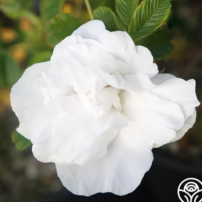 Blanc Double de Coubert>Heirloom Roses Best