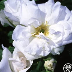 Blanc Double de Coubert><noscript><img width=