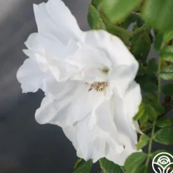 Blanc Double de Coubert><noscript><img width=