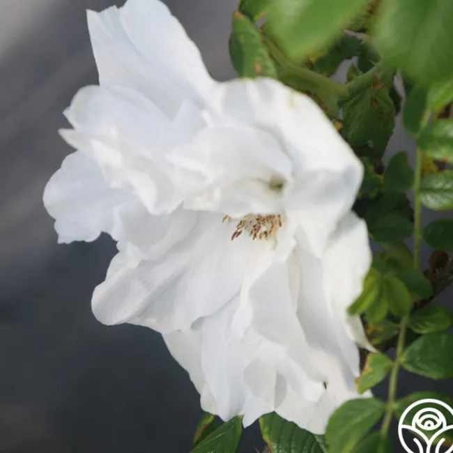 Blanc Double de Coubert>Heirloom Roses Best