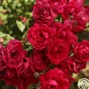 Blaze>Heirloom Roses Discount