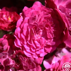 Bleu Magenta><noscript><img width=
