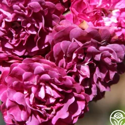 Bleu Magenta><noscript><img width=