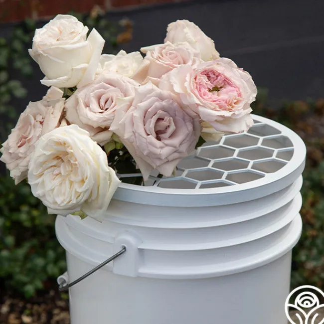 Bloomshield™>Heirloom Roses Clearance