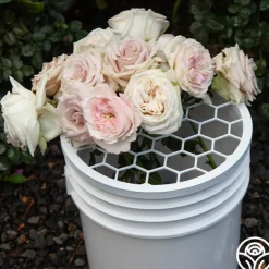 Bloomshield™><noscript><img width=