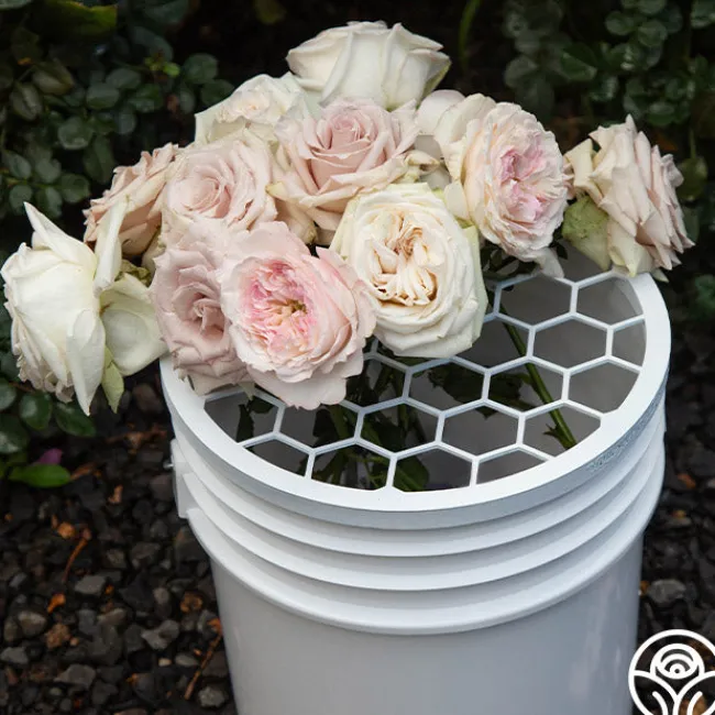 Bloomshield™>Heirloom Roses Clearance