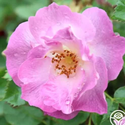 Blue For You>Heirloom Roses Sale