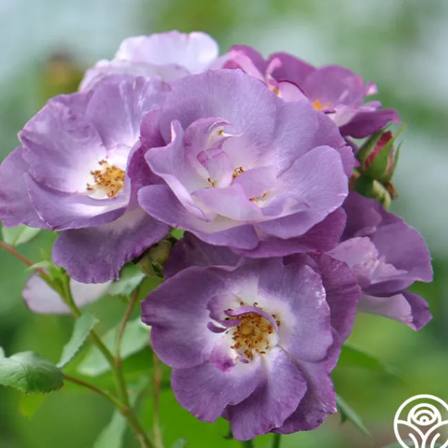 Blue For You>Heirloom Roses Sale