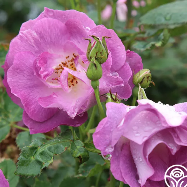 Blue For You>Heirloom Roses Sale