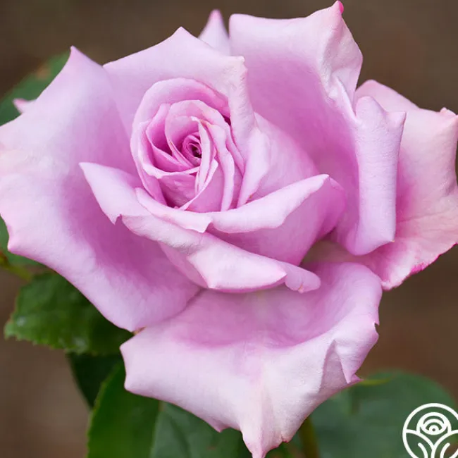 Blue Girl>Heirloom Roses New