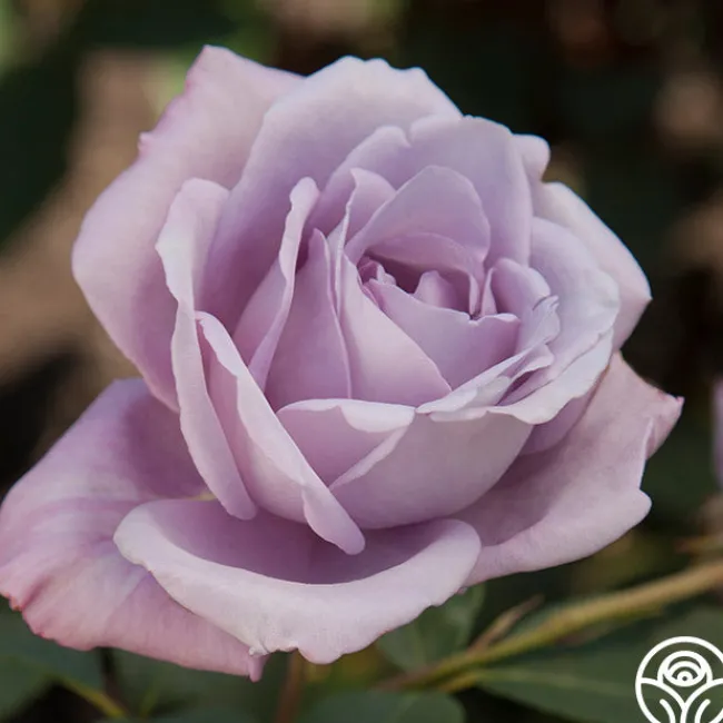 Blue Girl>Heirloom Roses New