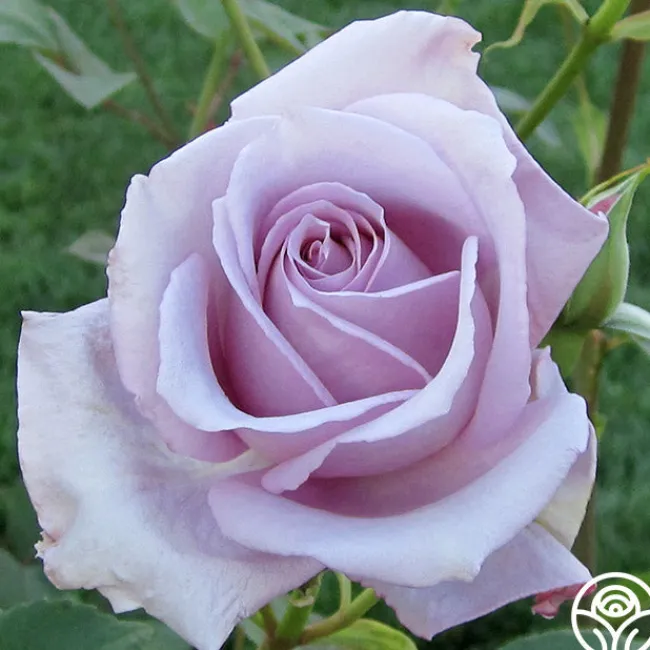 Blue Girl>Heirloom Roses New