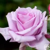 Blue Moon®>Heirloom Roses Clearance