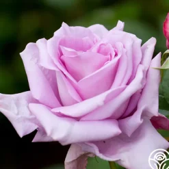 Blue Moon®>Heirloom Roses Clearance
