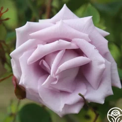 Blue Skies>Heirloom Roses Outlet