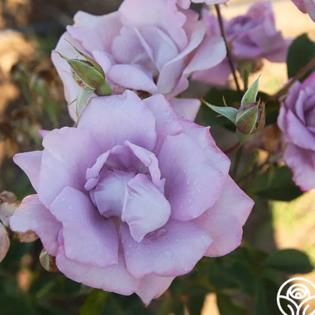 Blue Skies>Heirloom Roses Outlet