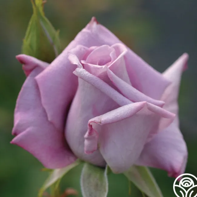Blue Skies>Heirloom Roses Outlet