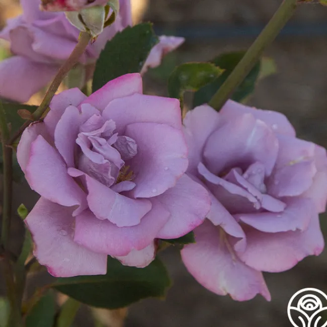 Blue Skies>Heirloom Roses Outlet