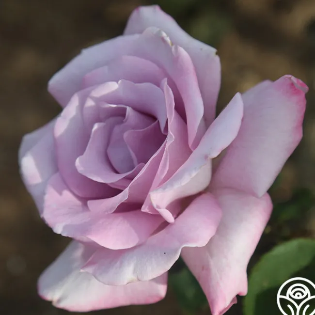 Blue Skies>Heirloom Roses Outlet