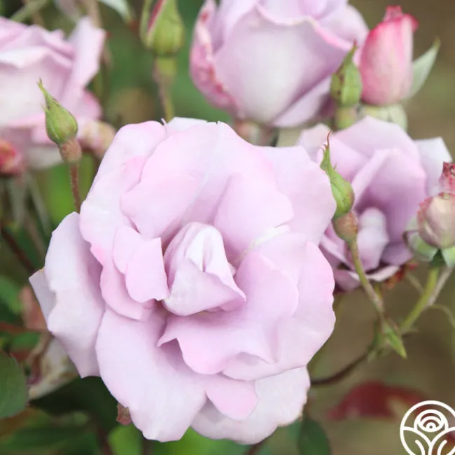 Blue Skies>Heirloom Roses Outlet